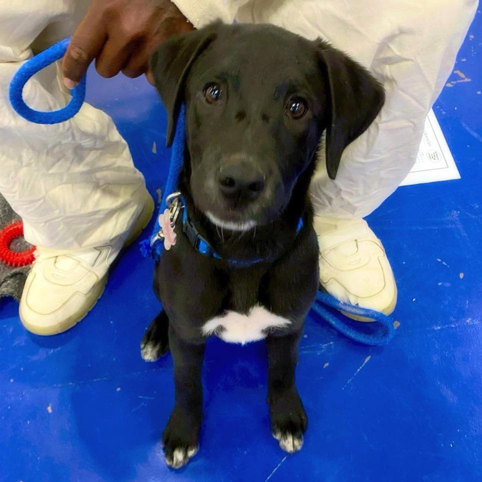 Enlarge Trella Inez, a Adoptable mixed breed in Little Rock, AR image 3/6