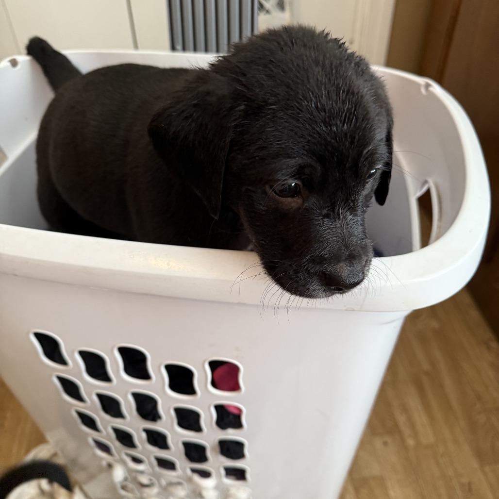 Trella Inez, a Adoptable mixed breed in Little Rock, AR image 1/2