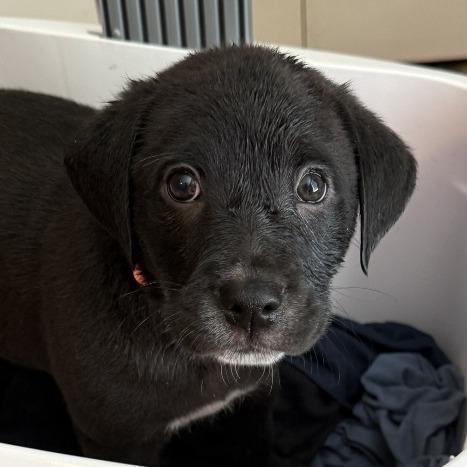 Trella Inez, Adoptable, Puppy Female Labrador Retriever & Mixed Breed.