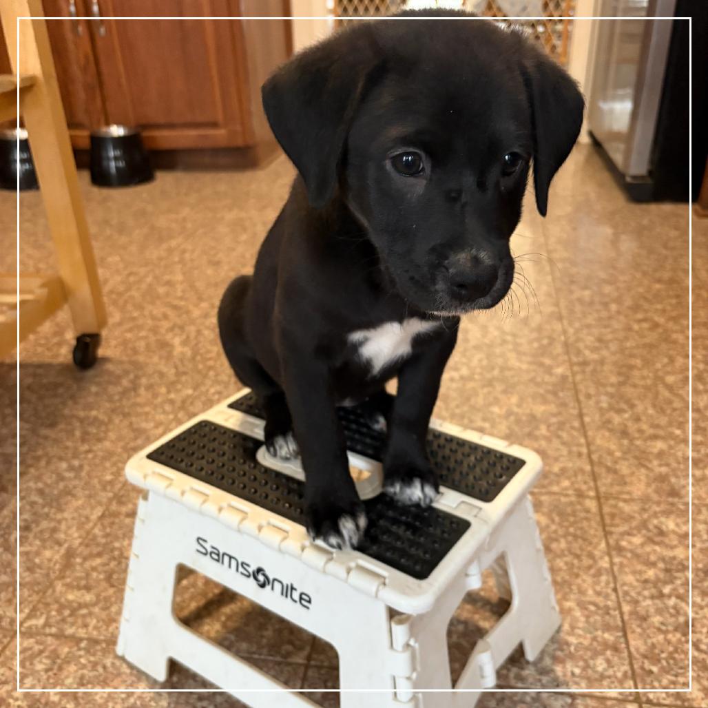 Enlarge Trella Inez, a Adoptable mixed breed in Little Rock, AR image 4/6