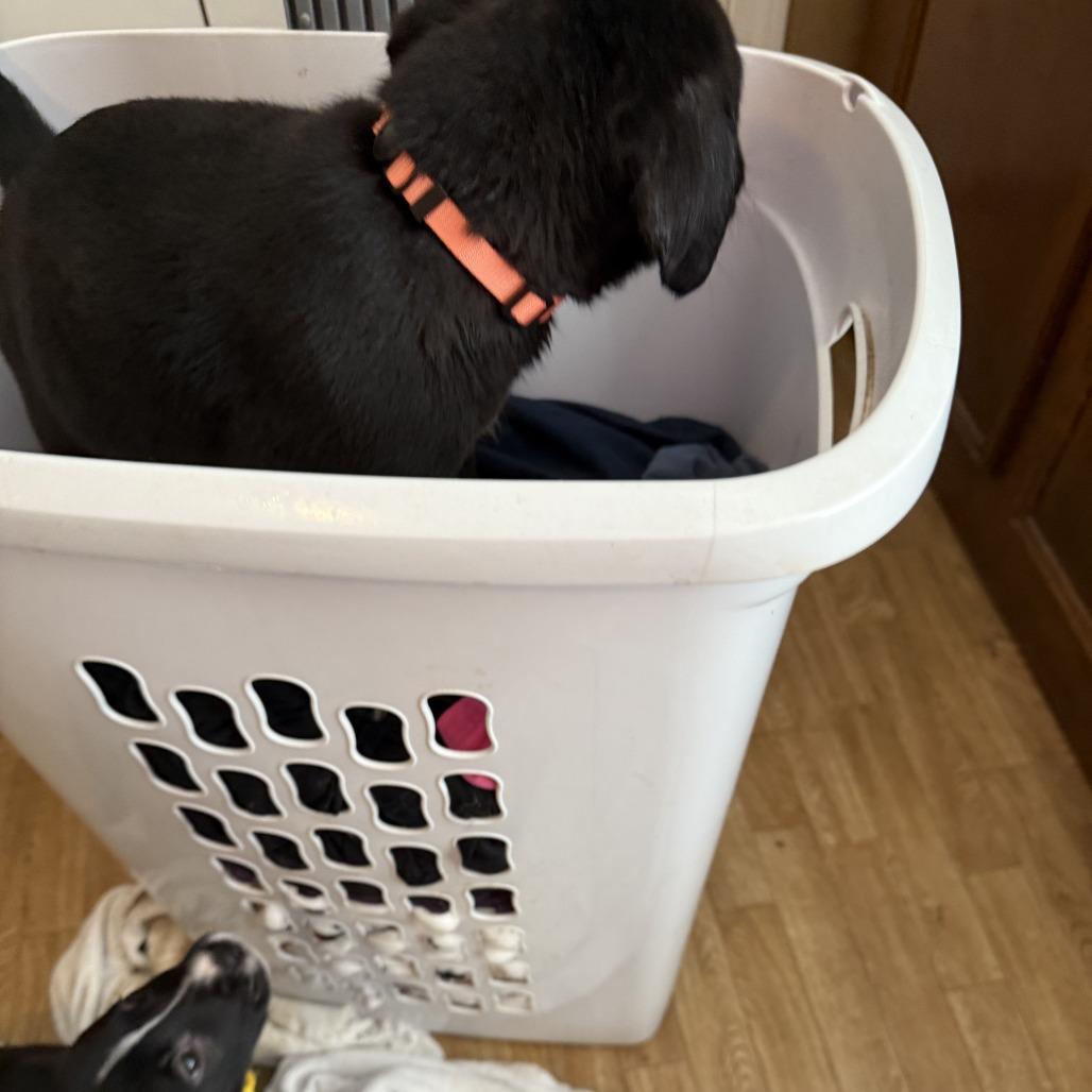 Trella Inez, a Adoptable mixed breed in Little Rock, AR image 2/2