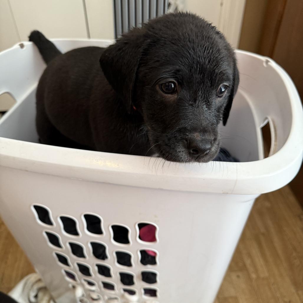 Enlarge Trella Inez, a Adoptable mixed breed in Little Rock, AR image 5/6