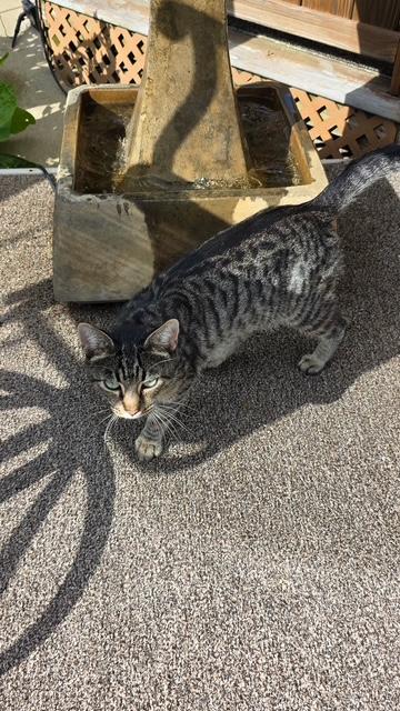 Enlarge Tinsel, a ADOPTABLE Domestic Short Hair in Ashland, OH image 1/1
