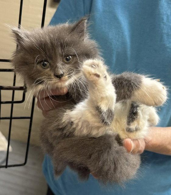 Enlarge *Massie, a Adopted Domestic Long Hair in Apollo, PA image 1/1
