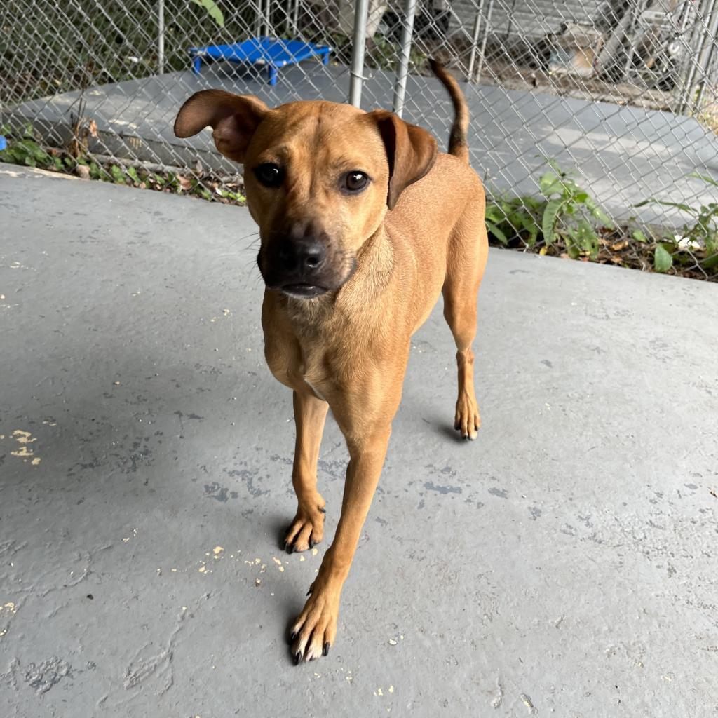 Enlarge Rose, a Adoptable Mixed Breed image 1/1