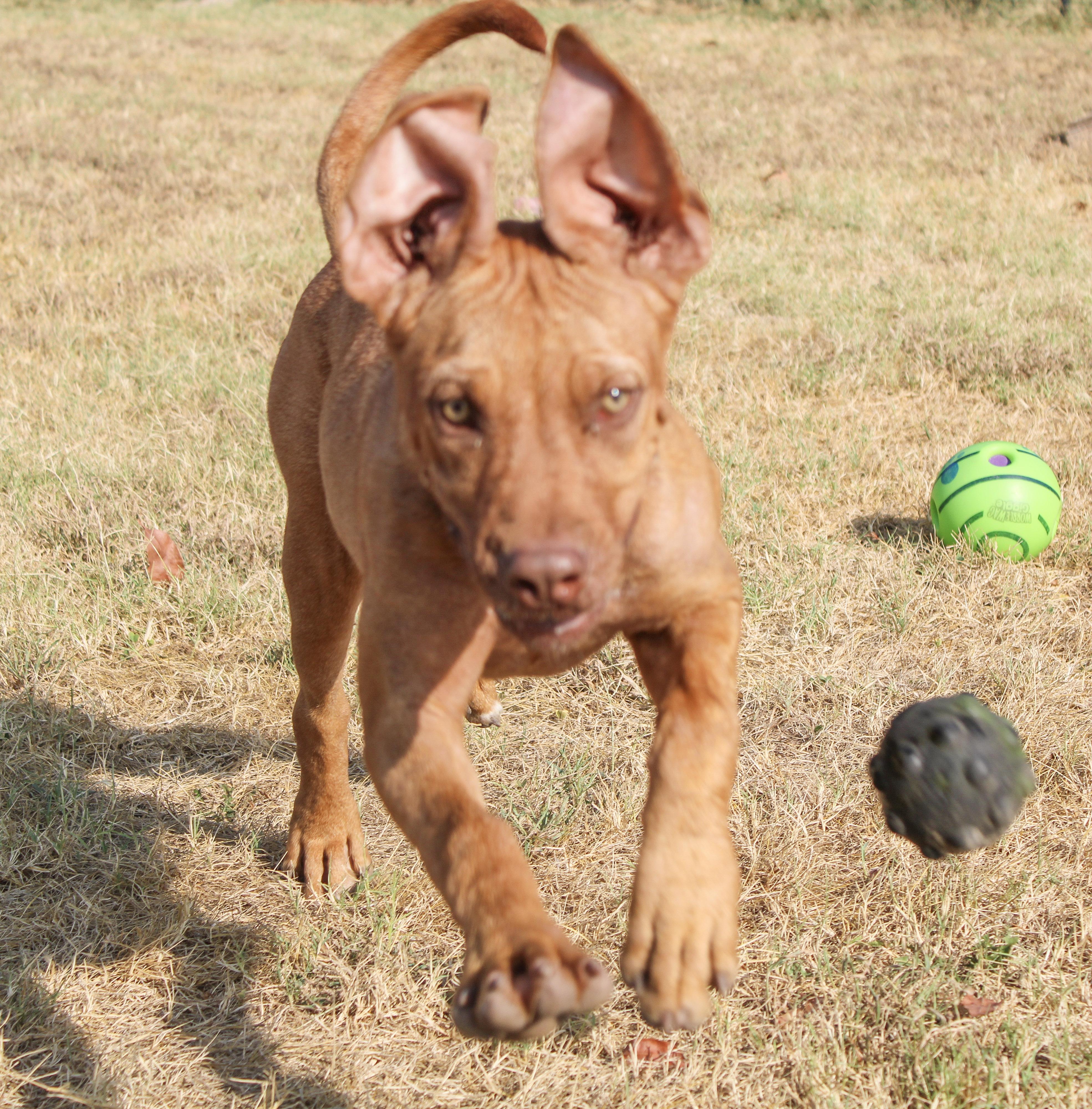 Enlarge Journey, a ADOPTABLE Dogue de Bordeaux in Neosho, MO image 1/3