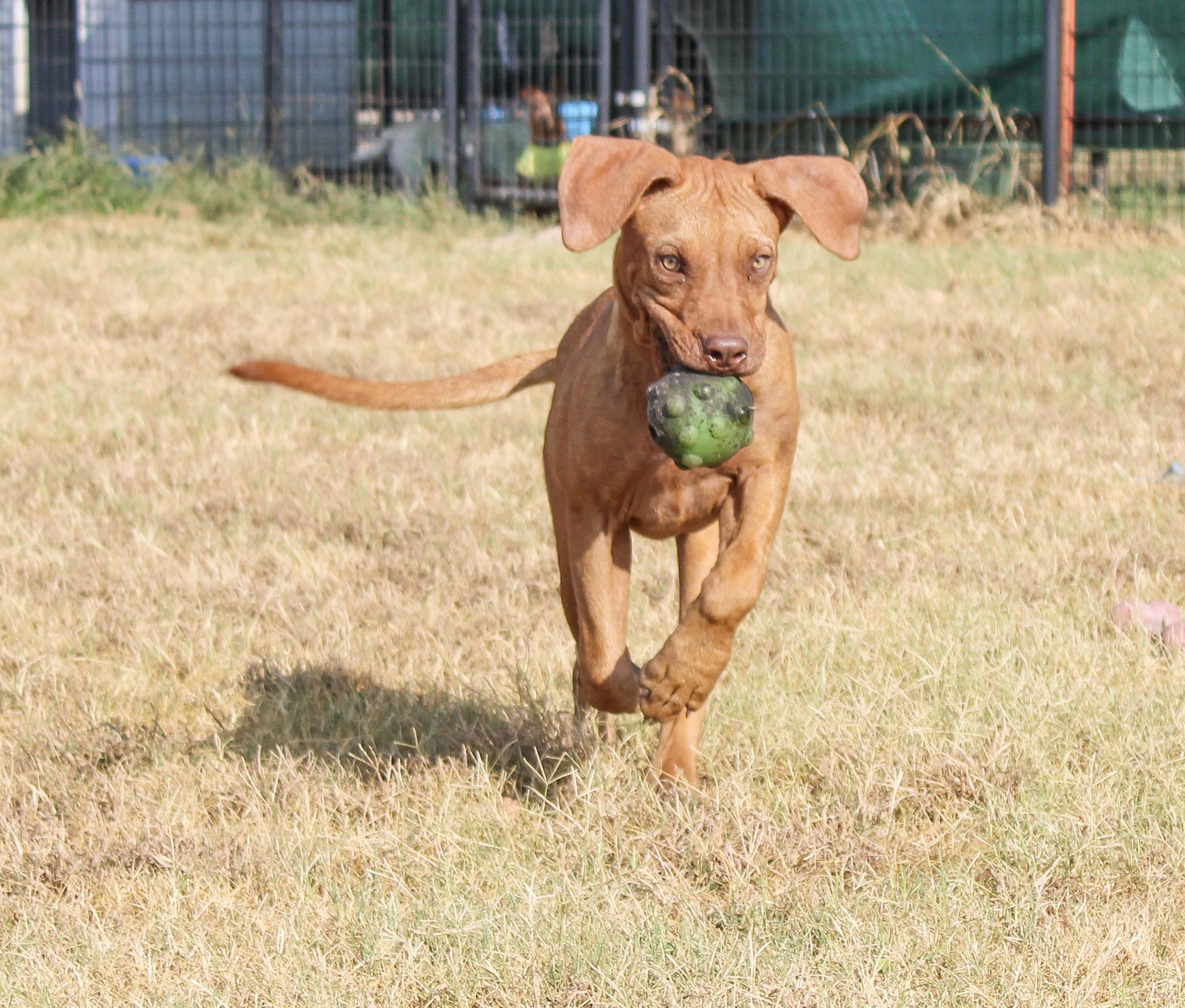 Enlarge Journey, a ADOPTABLE Dogue de Bordeaux in Neosho, MO image 3/3