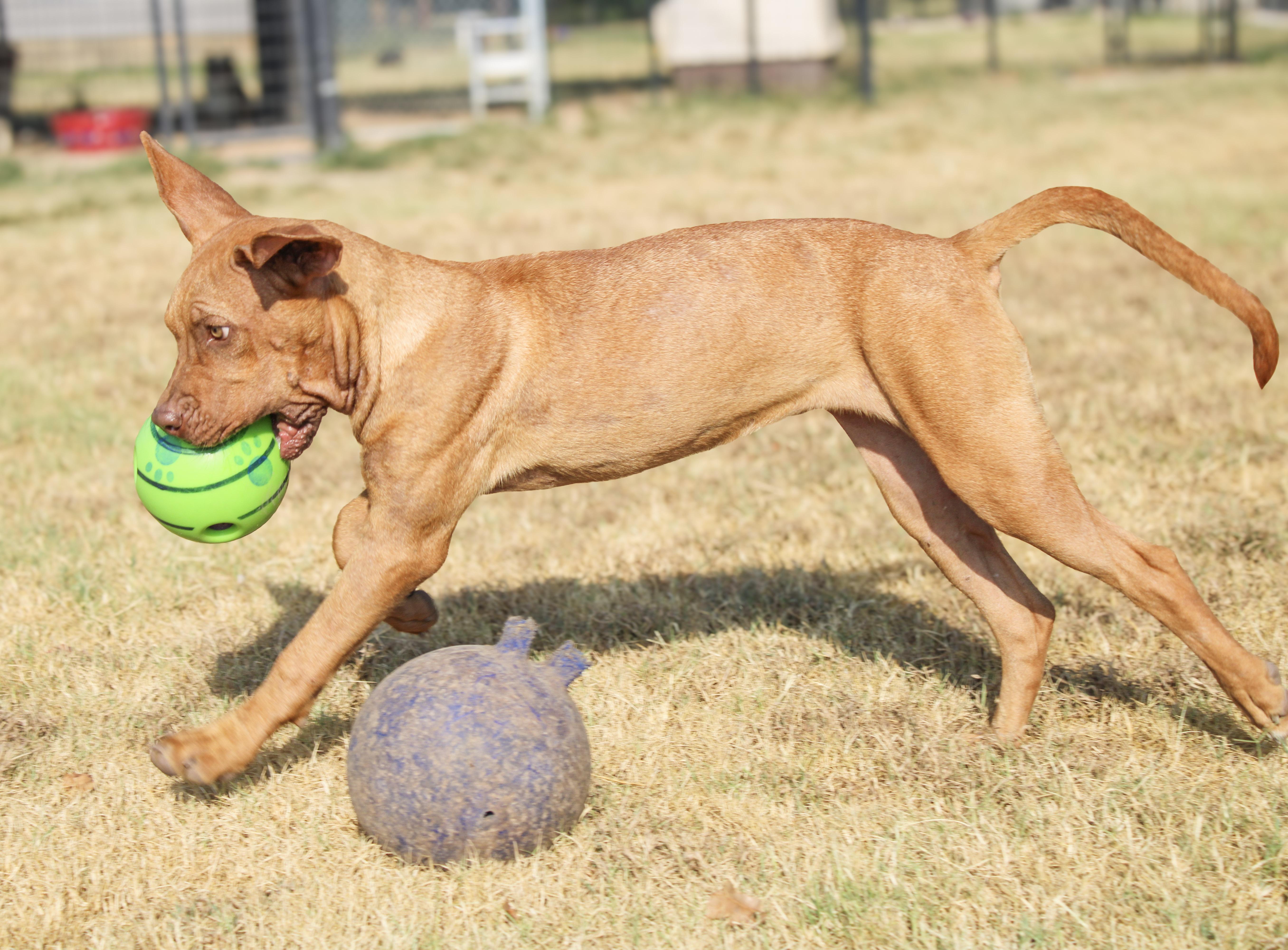 Enlarge Journey, a ADOPTABLE Dogue de Bordeaux in Neosho, MO image 2/3