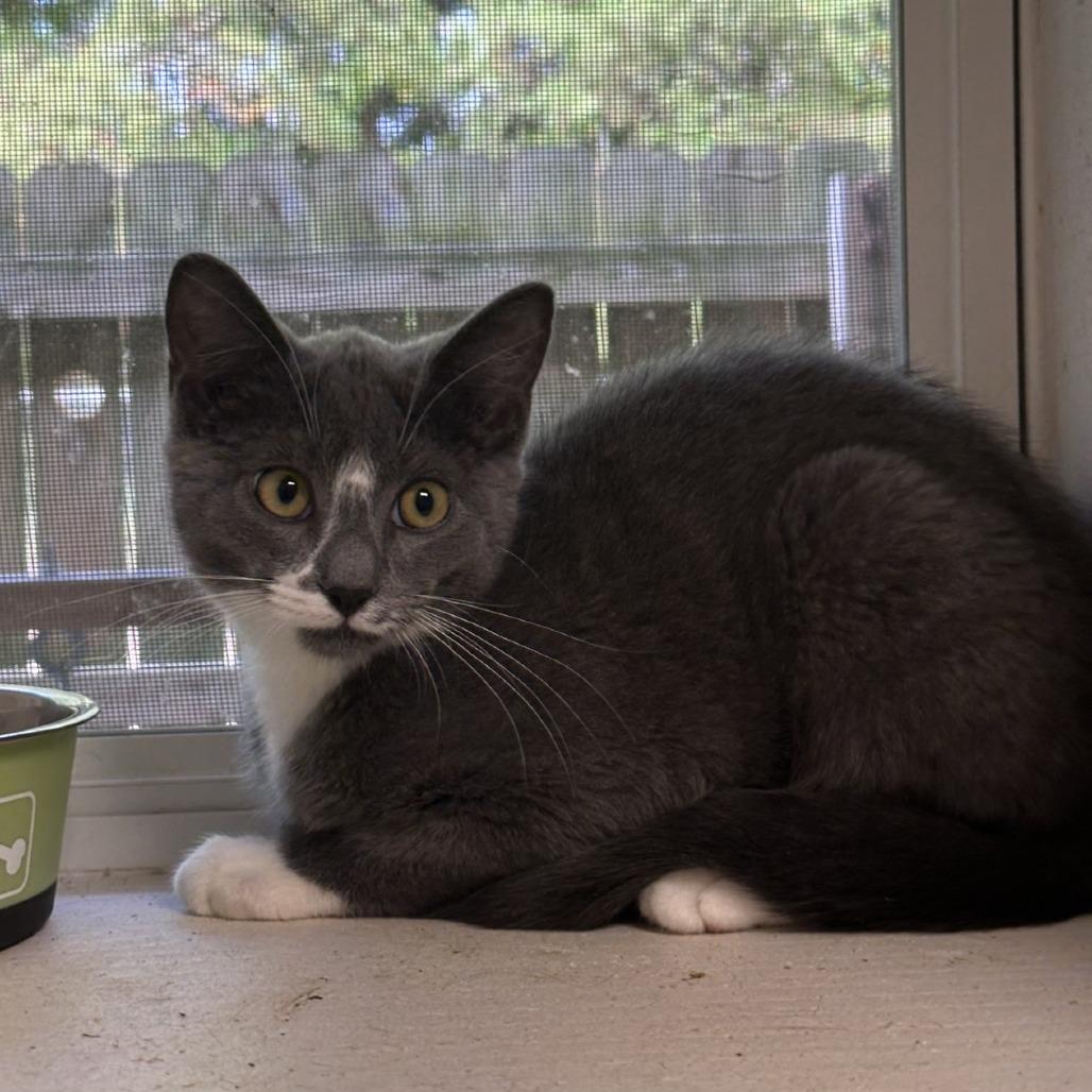 Spencer, Adoptable, Young Male American Shorthair.