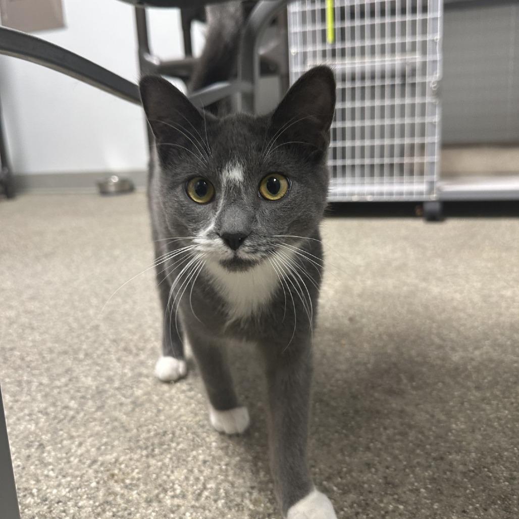Enlarge Spencer, a Adoptable American Shorthair in Blue Ridge, GA image 2/2