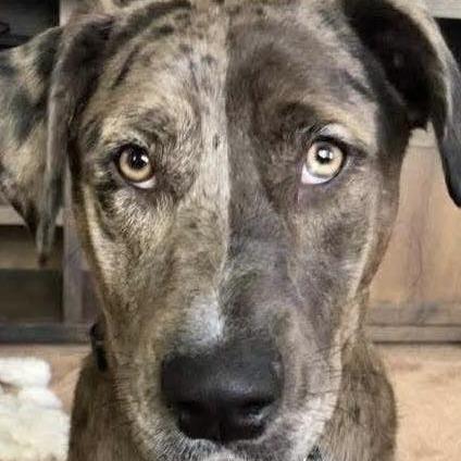 Kylo Ren, Adoptable, Senior Male Catahoula Leopard Dog.