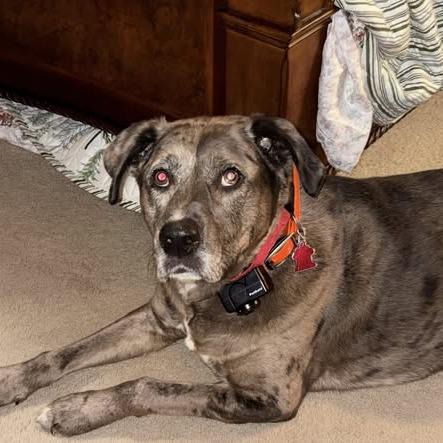 Kylo Ren, a Adoptable Catahoula Leopard Dog in Brainerd, MN image 2/2