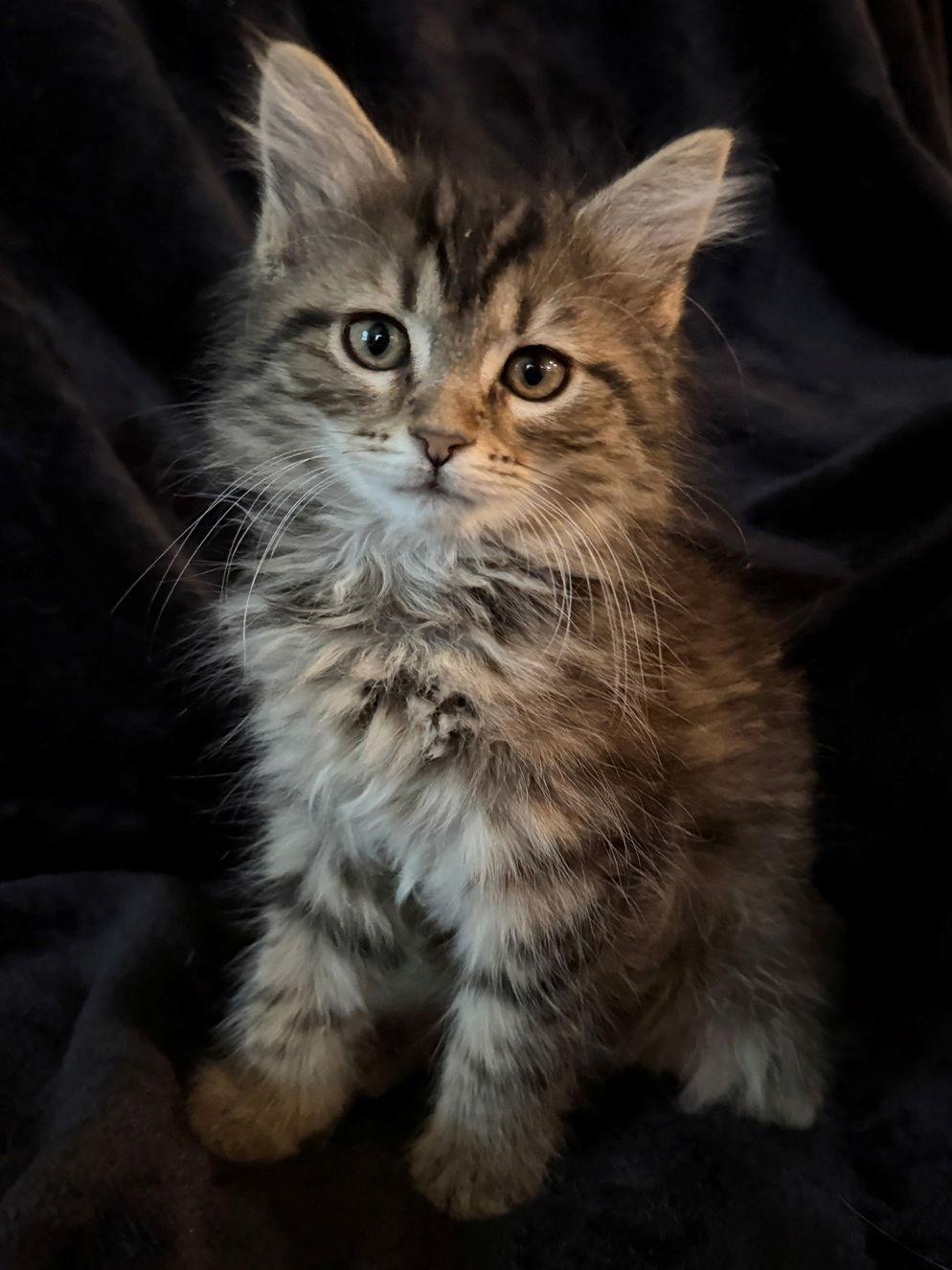 Enlarge Cobbler, a Adoptable Maine Coon in Nashville, TN image 1/3