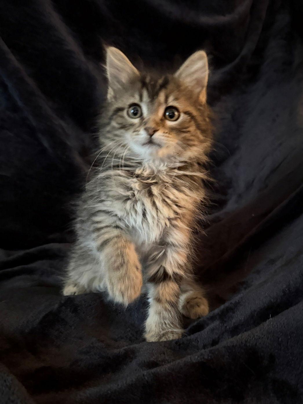 Enlarge Cobbler, a Adoptable Maine Coon in Nashville, TN image 2/3