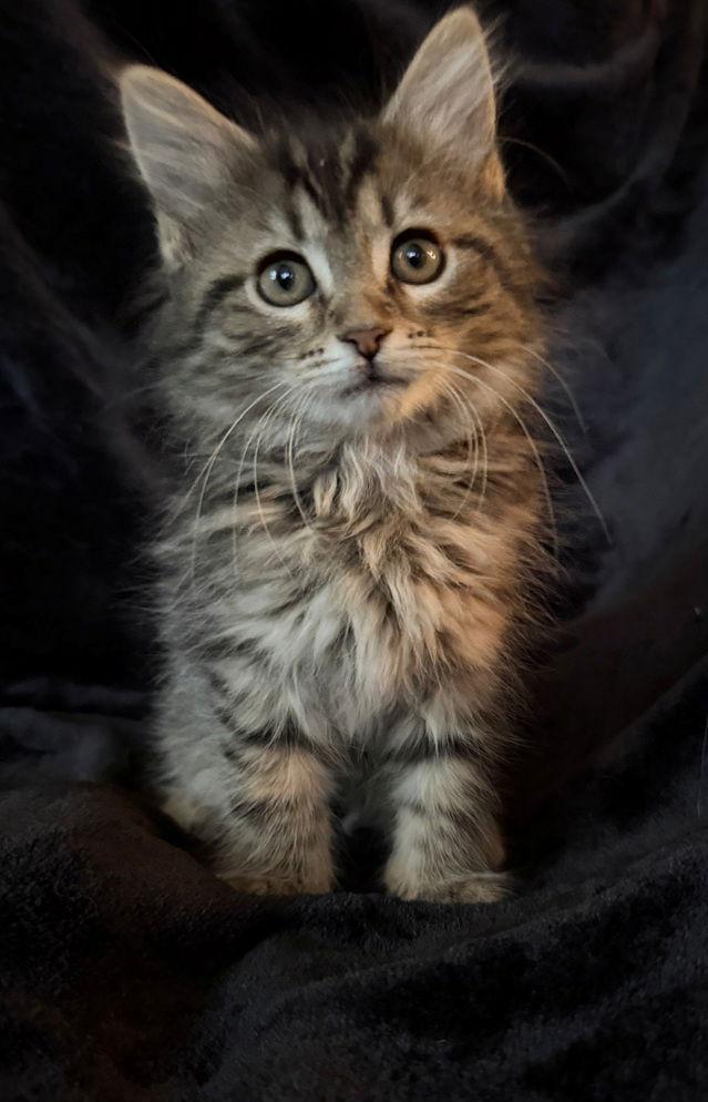 Enlarge Cobbler, a Adoptable Maine Coon in Nashville, TN image 3/3