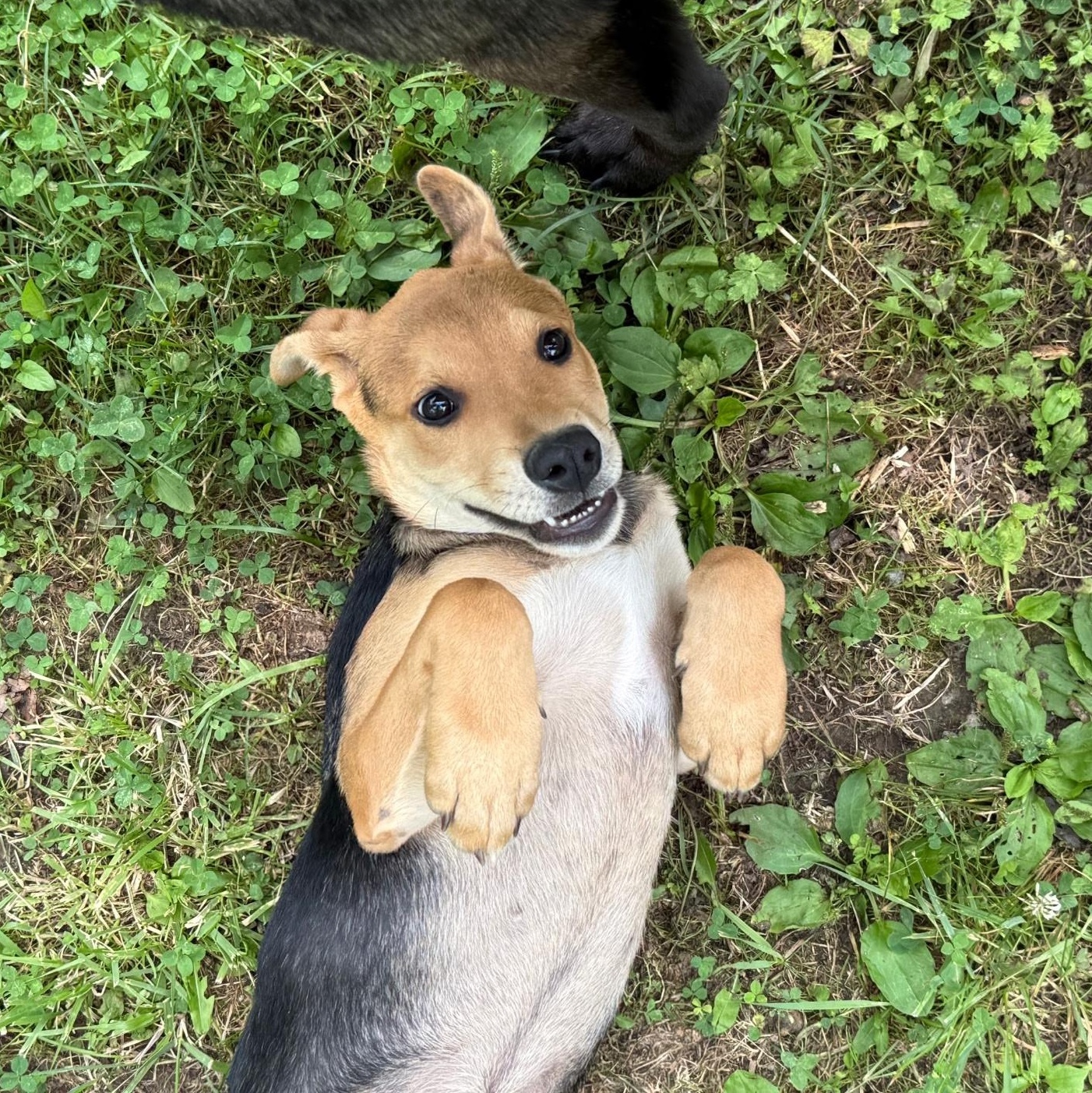 Enlarge Poppy, a Adoptable mixed breed in tannersville, PA image 2/2