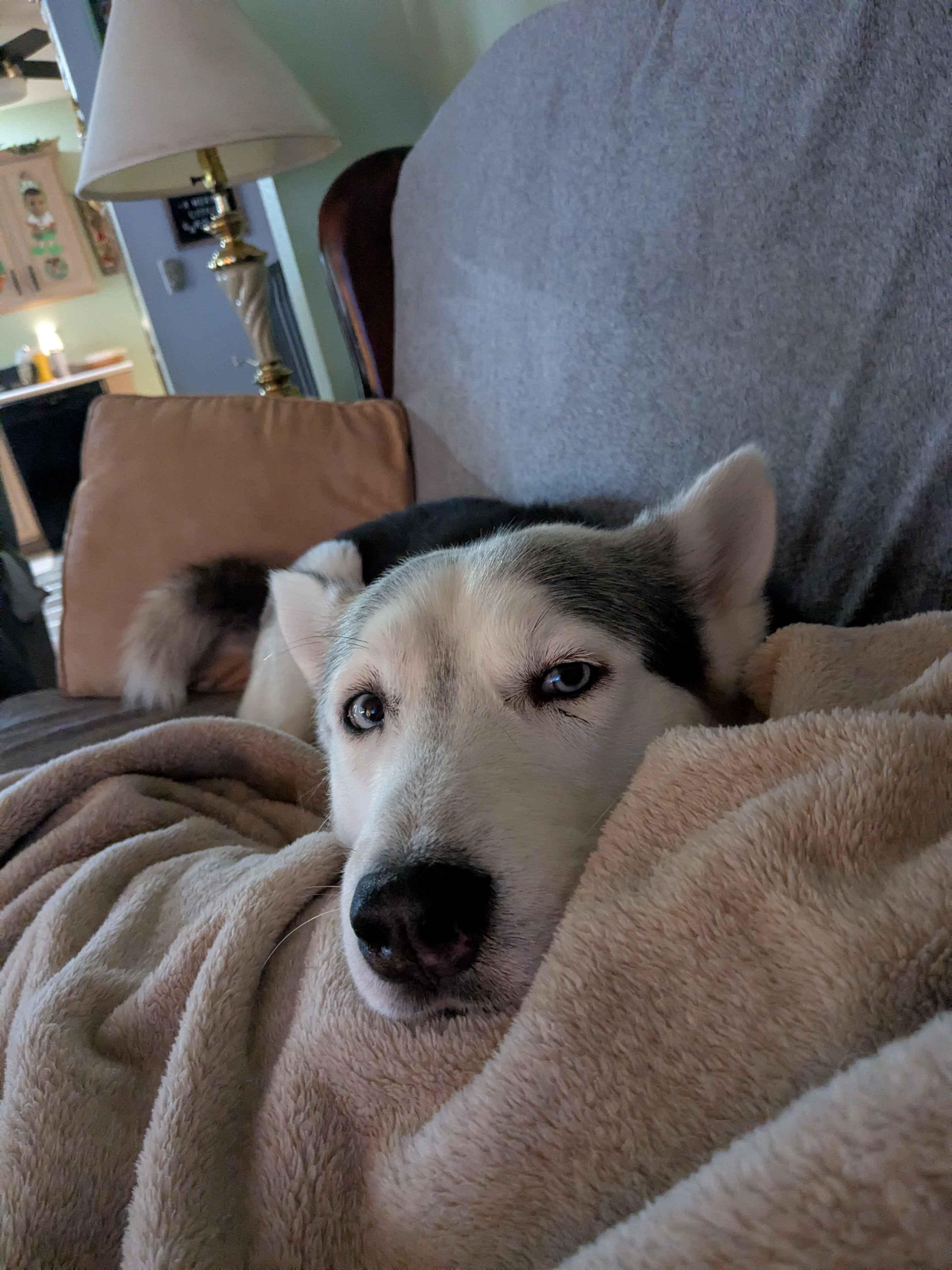 Enlarge Storm, an adoptable Husky in Tacoma, WA image 1/5