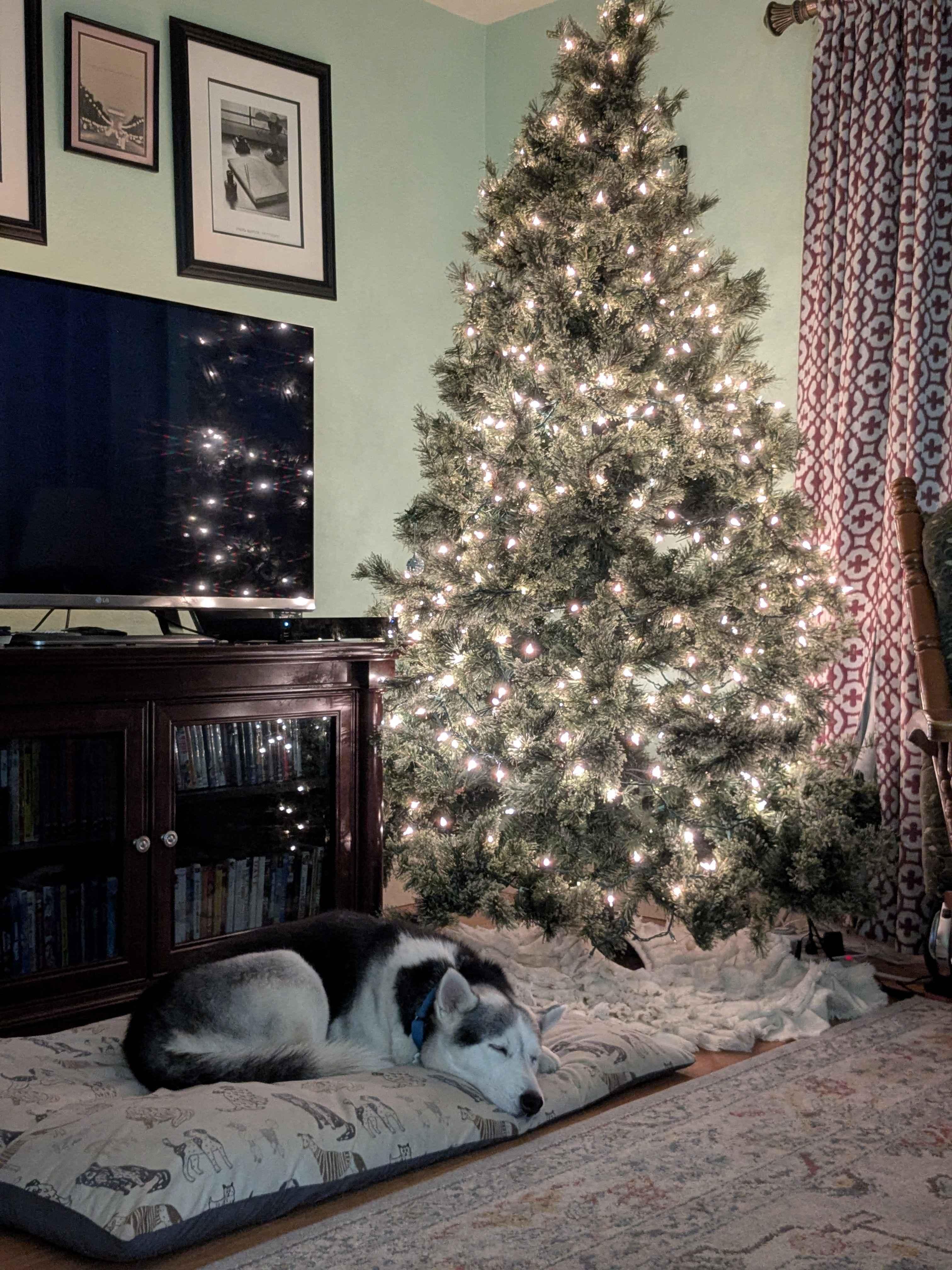 Enlarge Storm, an adoptable Husky in Tacoma, WA image 3/5