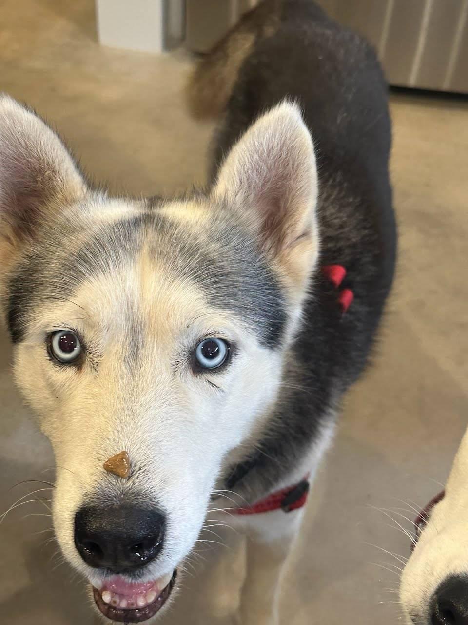 Enlarge Storm, an adoptable Husky in Tacoma, WA image 4/5