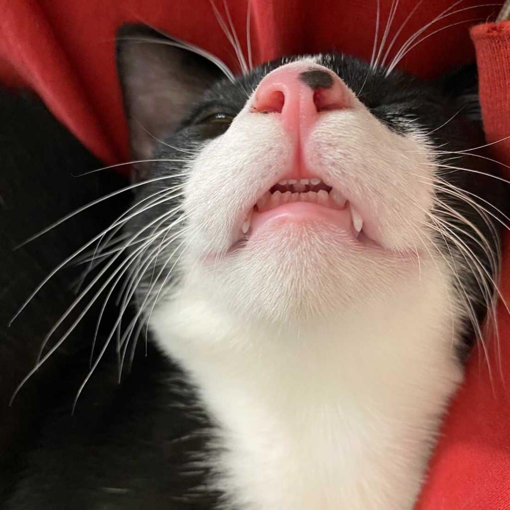 Sapphire — thumbnail 3