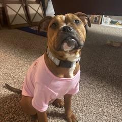 Gyoza, Adoptable, Young Female Mixed Breed.