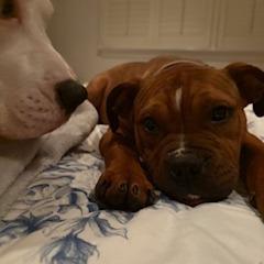 Enlarge Gyoza, a Adoptable Mixed Breed in Vineland, NJ image 2/5