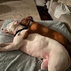 Enlarge Gyoza, a Adoptable Mixed Breed in Vineland, NJ image 3/5