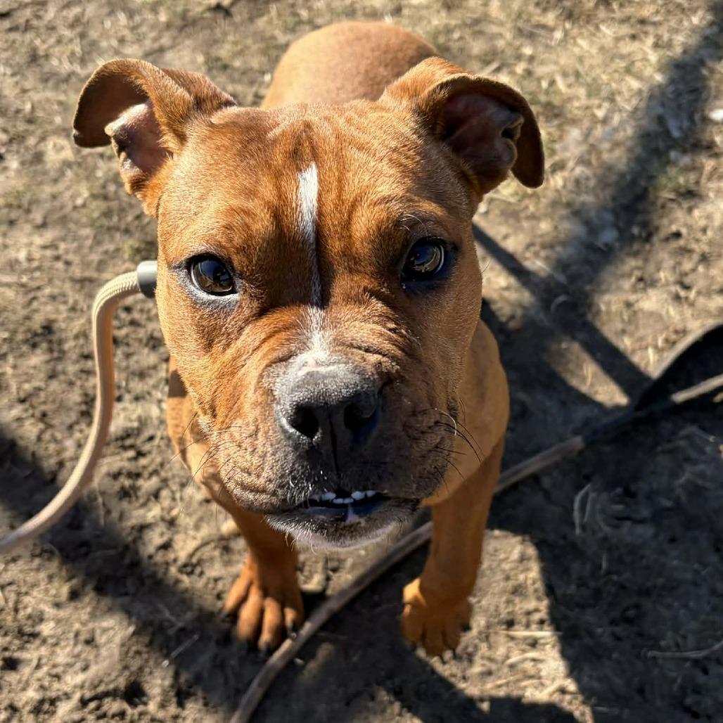 Gyoza (In Foster), Adoptable, Young Female Mixed Breed.
