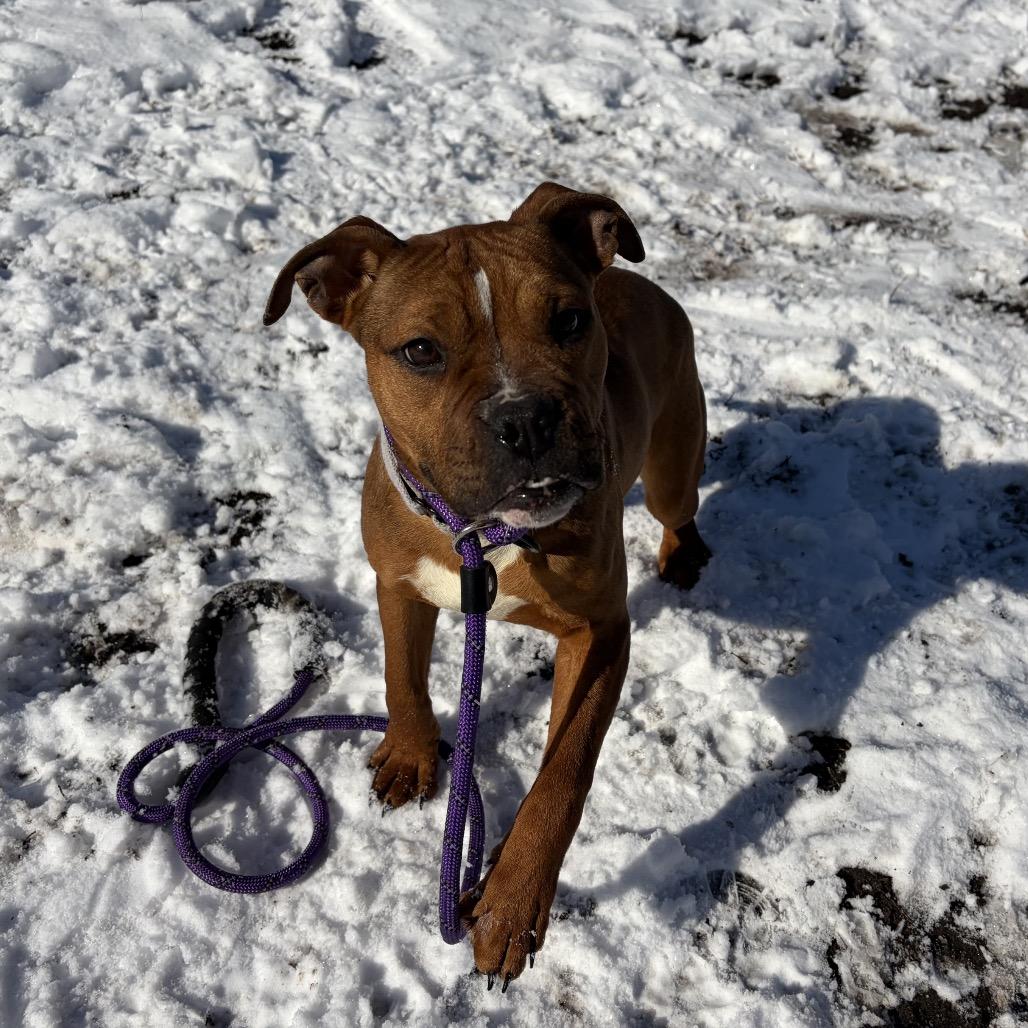 Enlarge Gyoza (In Foster), a Adoptable Mixed Breed in Vineland, NJ image 2/2