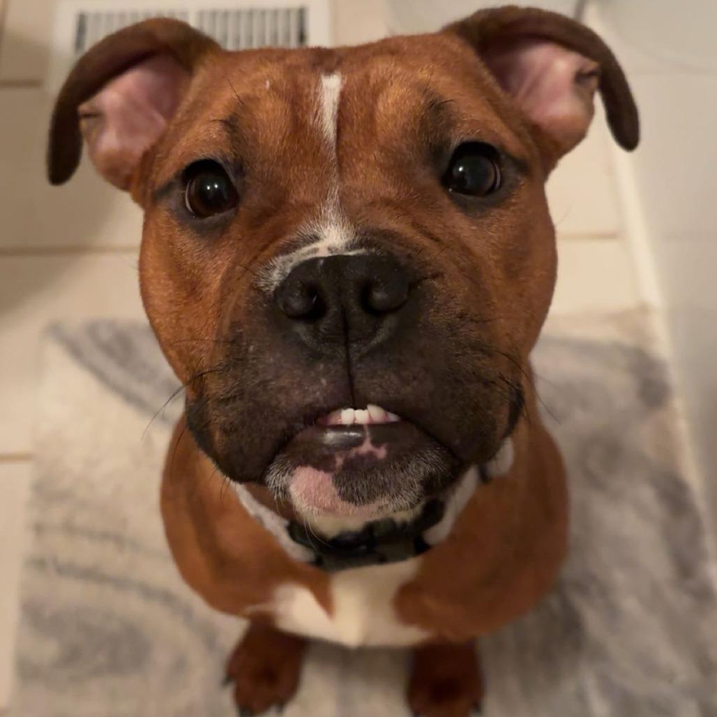 Enlarge Gyoza, a Adoptable Mixed Breed in Vineland, NJ image 4/5