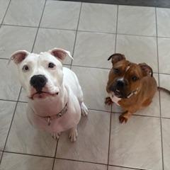 Enlarge Gyoza, a Adoptable Mixed Breed in Vineland, NJ image 5/5