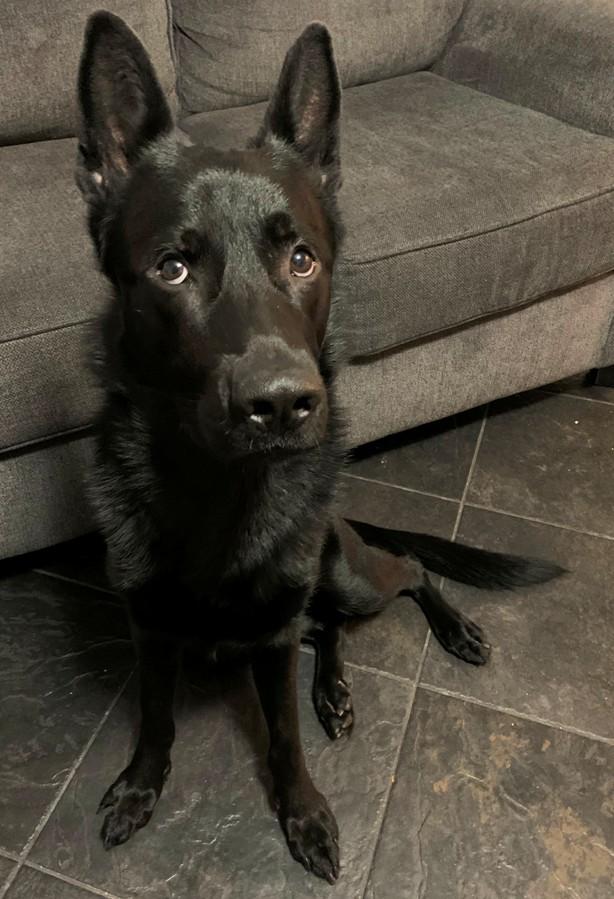 Smoke, Adopted, Adult Male German Shepherd Dog.