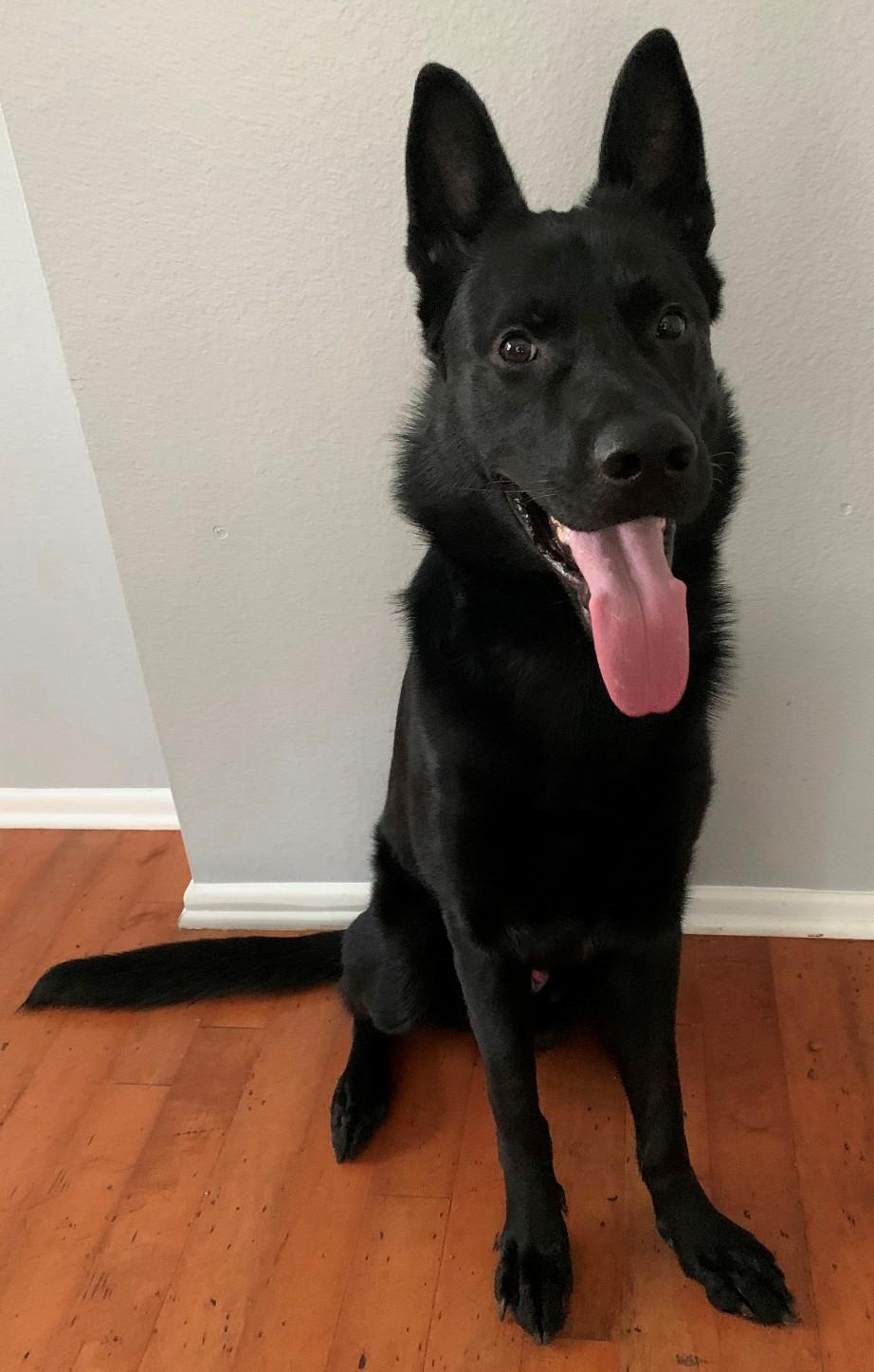 Smoke, a Adopted German Shepherd Dog in Inverness, FL image 2/5