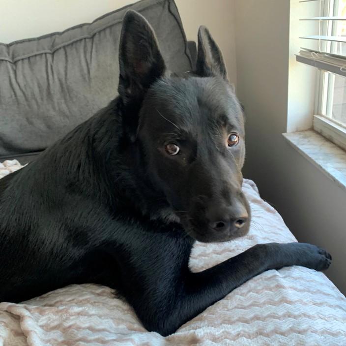 Smoke, a Adopted German Shepherd Dog in Inverness, FL image 3/5