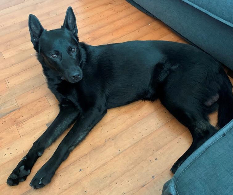 Smoke, a Adopted German Shepherd Dog in Inverness, FL image 4/5