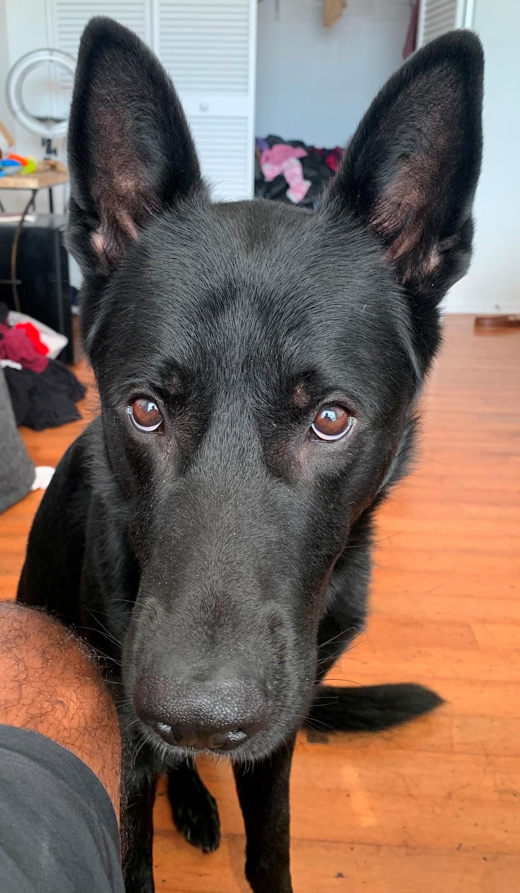 Smoke, a Adopted German Shepherd Dog in Inverness, FL image 5/5