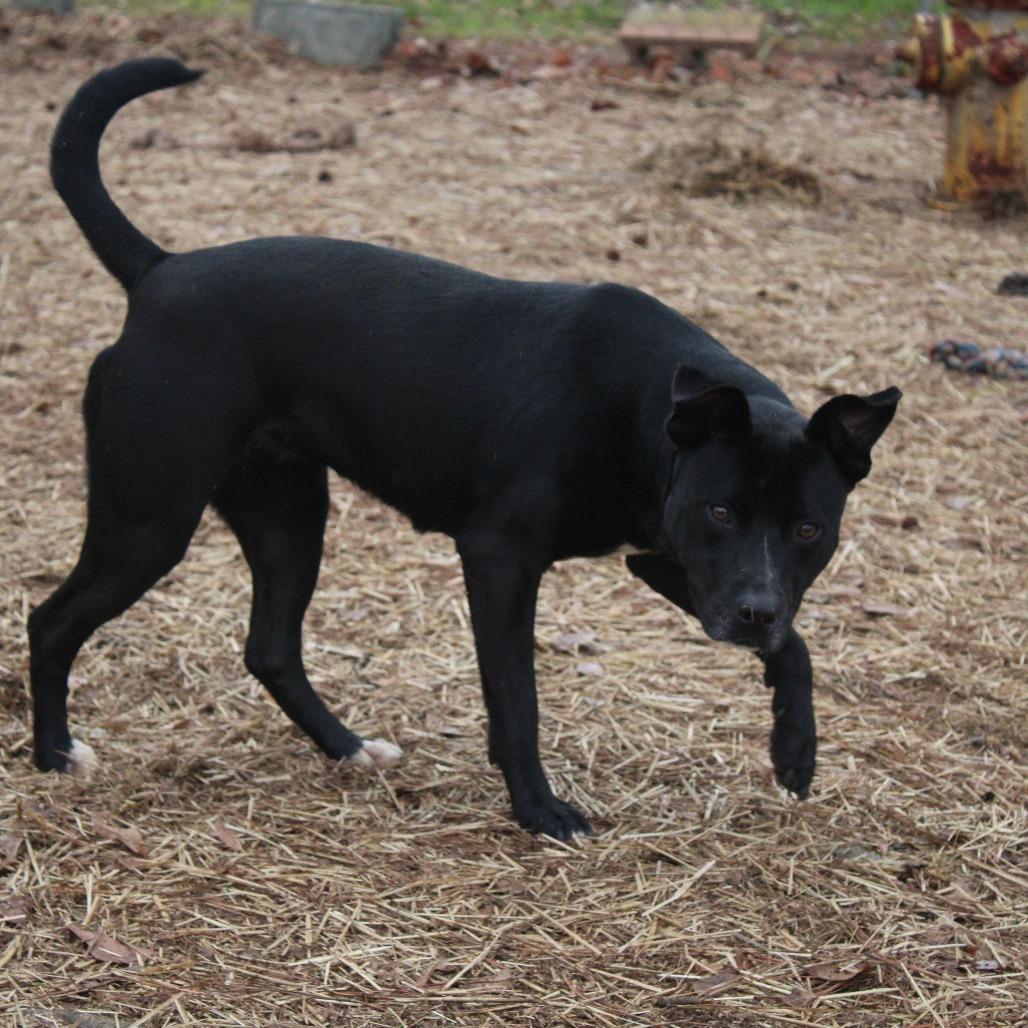 Mocha, a Adoptable mixed breed in Valley, AL image 1/6