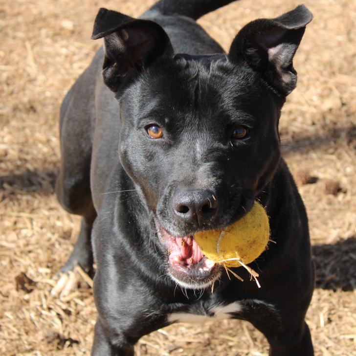 Mocha, a Adoptable mixed breed in Valley, AL image 2/6