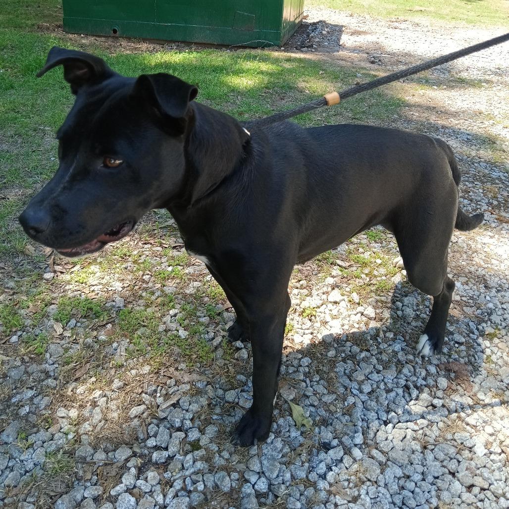 Mocha, Adoptable, Adult Female Black Labrador Retriever & Mixed Breed.