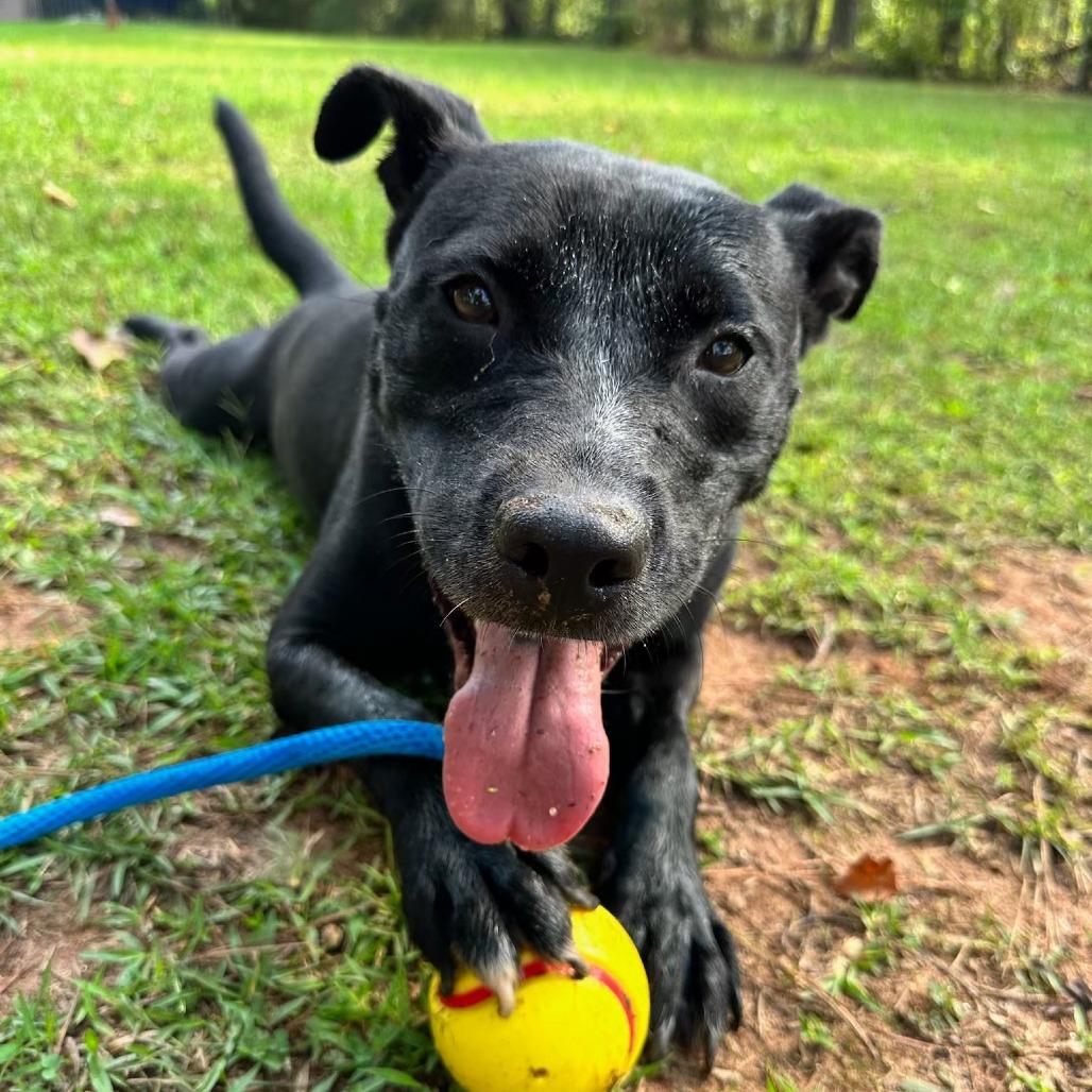 Enlarge Mocha, a Adoptable mixed breed in Valley, AL image 2/3