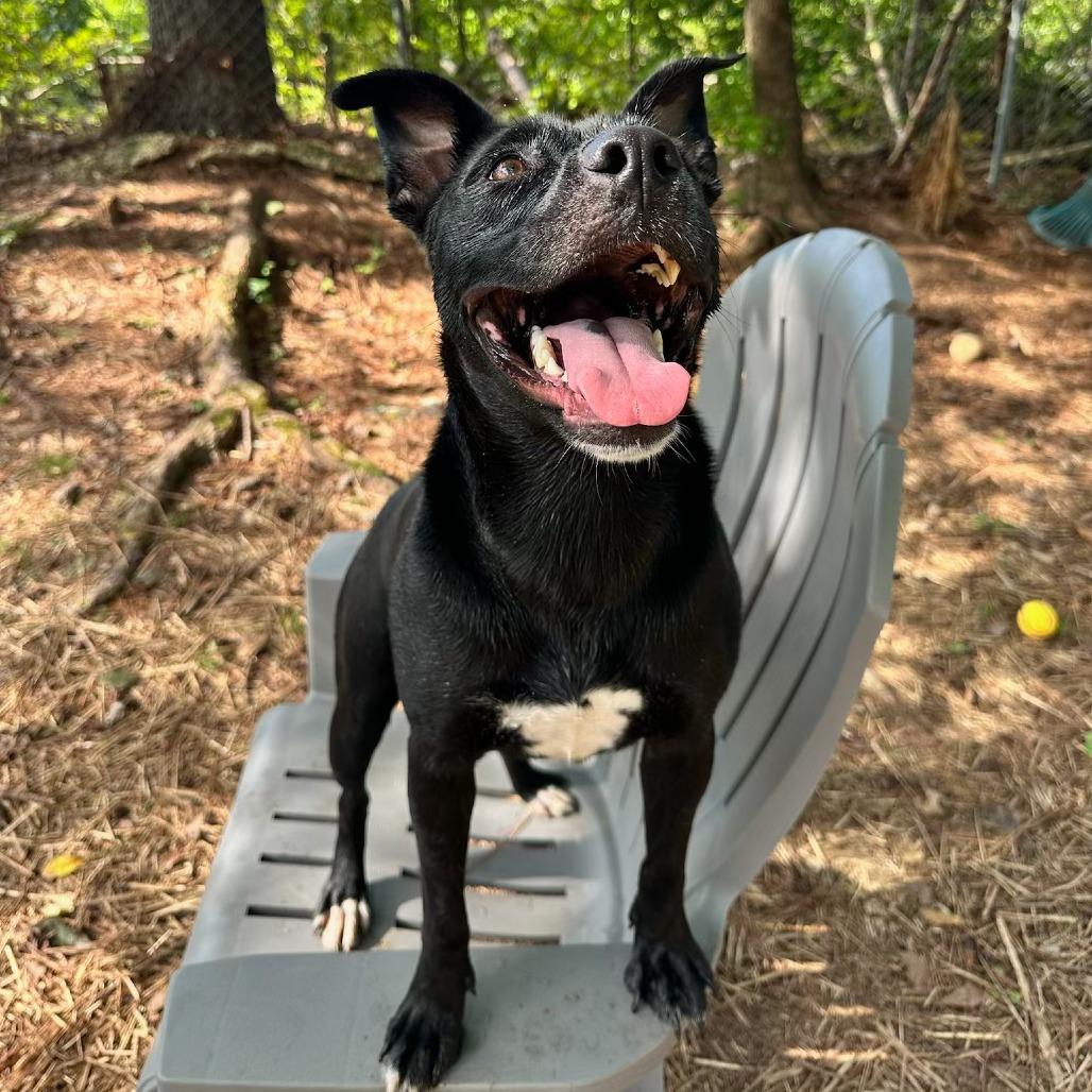 Enlarge Mocha, a Adoptable mixed breed in Valley, AL image 3/3