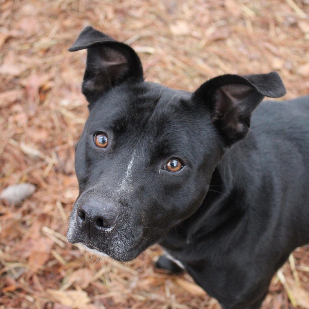 Mocha, a Adoptable mixed breed in Valley, AL image 6/6