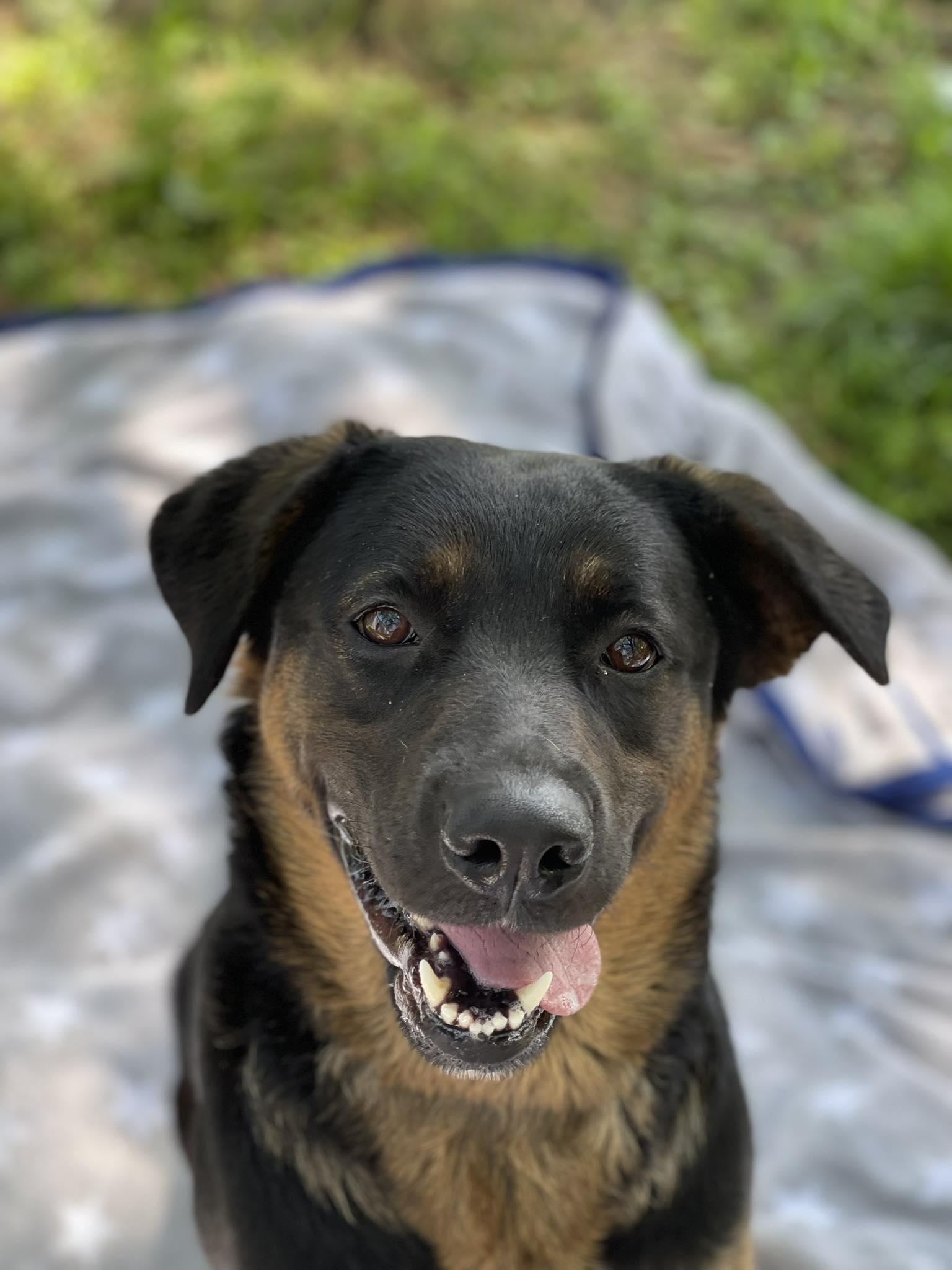 Enlarge Vicky, a Adoptable mixed breed in Richmond, MO image 2/5