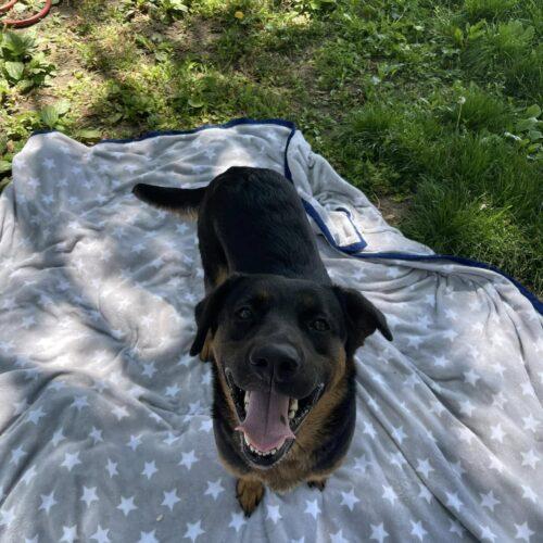 Enlarge Vicky, a Adoptable mixed breed in Richmond, MO image 2/4