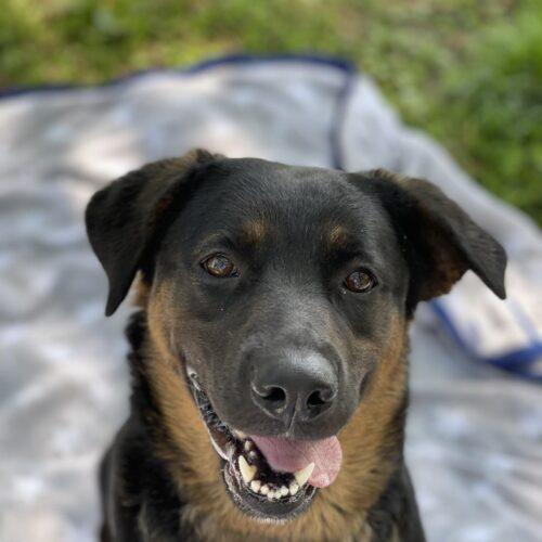 Vicky, a Adoptable mixed breed in Richmond, MO image 3/4