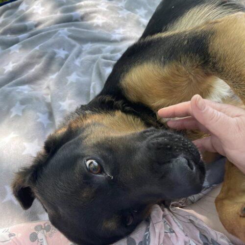 Enlarge Vicky, a Adoptable mixed breed in Richmond, MO image 3/4