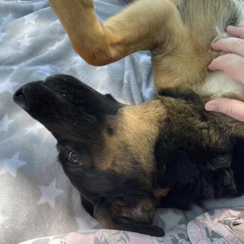 Enlarge Vicky, a Adoptable mixed breed in Richmond, MO image 4/4