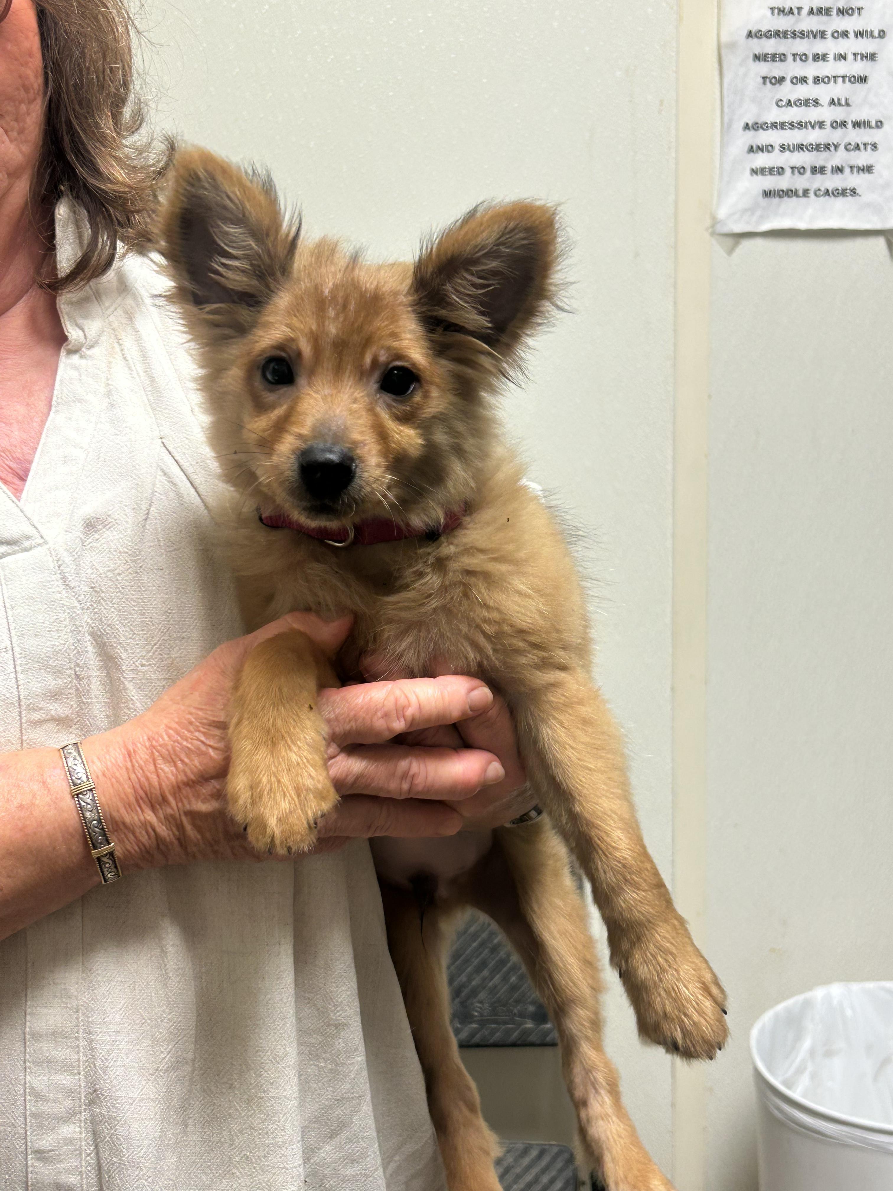 Enlarge Kirby, an adoptable mixed breed in Toms River, NJ image 2/2
