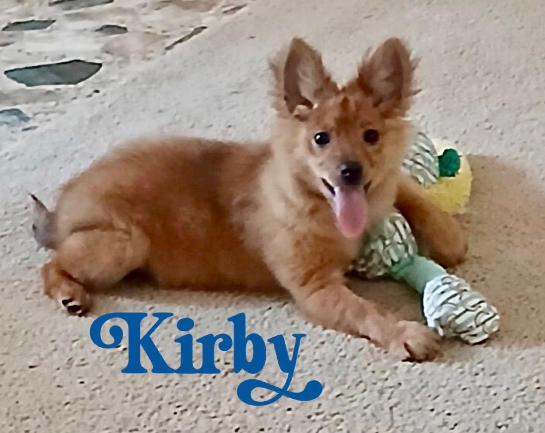 Enlarge Kirby, an adoptable mixed breed in Toms River, NJ image 1/2
