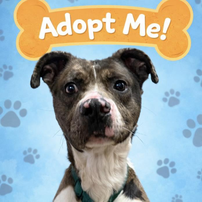 Enlarge SPOT, a ADOPTABLE mixed breed in Cadiz, OH image 1/4